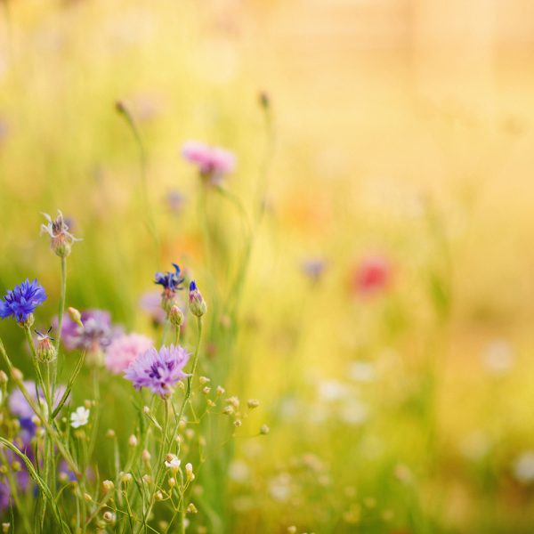 Summer backyard with vibrant wildflowers and warm sunlight with copy space